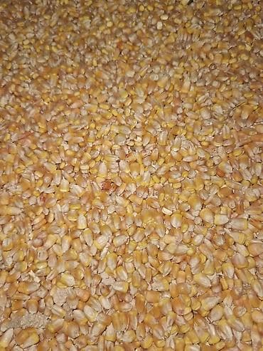 байтал семиз: Продаю кукурузу рушенная в мешках 60мешков — 1