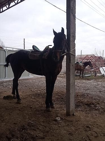 Лошади, кони: Продаю | Жеребец | Английская | Конный спорт | Мерин — 2