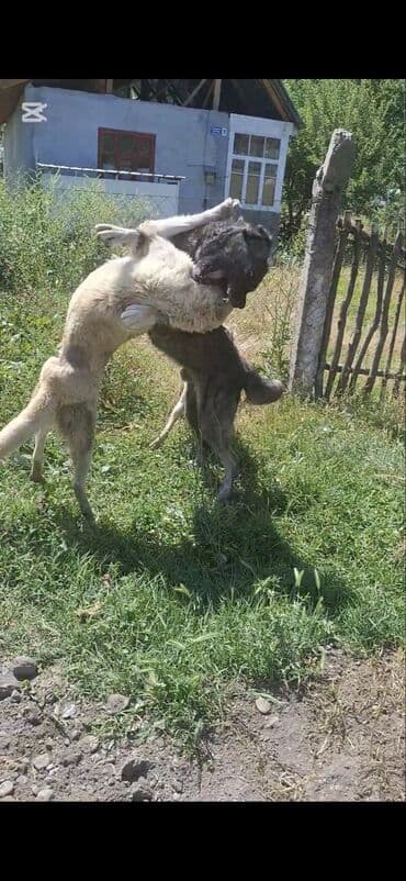 купить собаку доберман: Пастушья/стороживая собака крупного формата (кыргыз добот/старотипная — 13