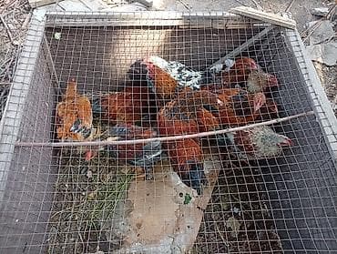 Продаю | Куры | Несушки at lalafo.kg Продаю | Куры | Несушки