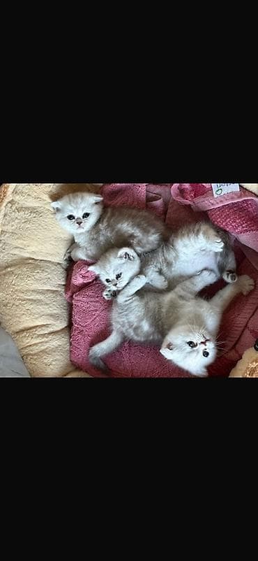 животные кошка: Британские котята серебристого окраса (shaded/silver). На фото – помёт — 1