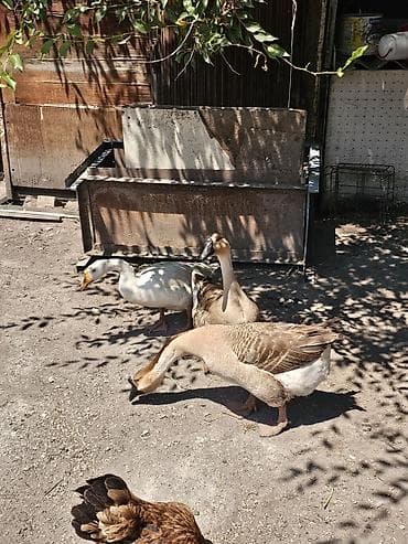 клетка для кур: Продам 3 гусей и яйца 31шт — 4