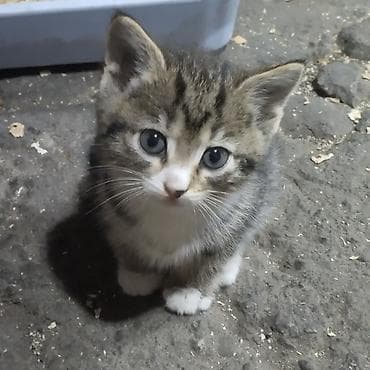 Котёнок, классический окраc: тигрово-полосатый табби с белыми