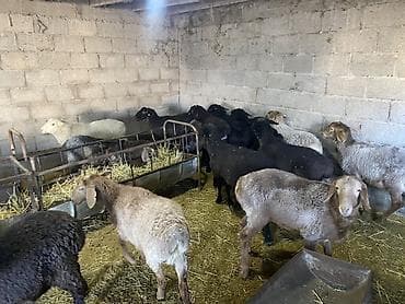 сколько стоит кошка: Продаю | Овца (самка), Баран (самец) — 2