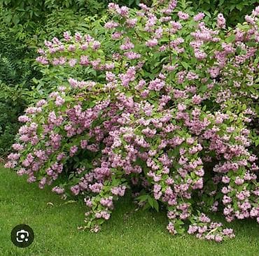 индийская: Плодово-ягодный питомник — саженцы всех видов. Большой выбор — 4