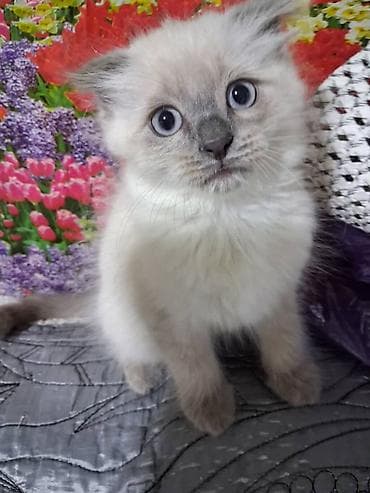 Продажа кошек: Скотиш Фолд (Шотландская вислоухая), 2 месяца, Мальчик — 3
