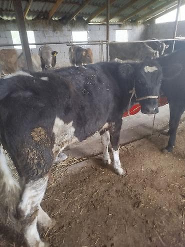 корова стелная: Продаю | Тёлка | Для разведения | Нетель — 3