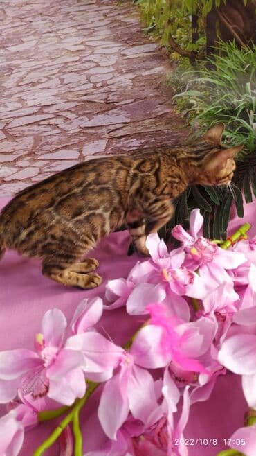 новорожденные котята: Бенгальские Детки .проф питомник Бен Гла Мур. предлагает Девочек и — 23