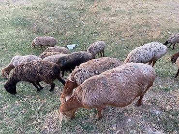 бараны аршан: Продаю | Овца (самка) | Гиссарская, Полукровка, Арашан | На забой, Для разведения — 1