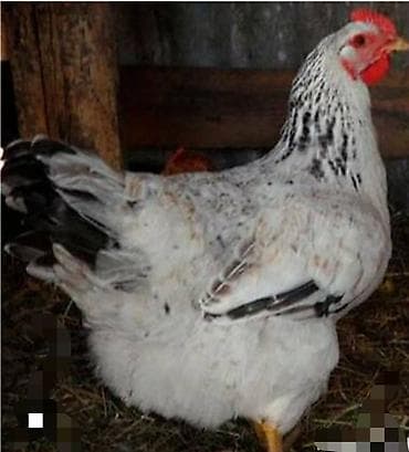 сколько стоит цыпленок индюка: Принимаем заказы на инкубационных яйц. Порода адлер, мастер грей — 4