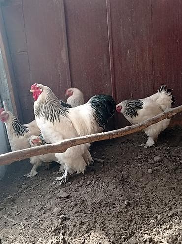 брама кох: Продаю | Куры | Брама | Для разведения — 5