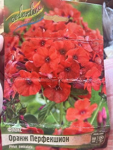 Дом и сад: Рассада — 1