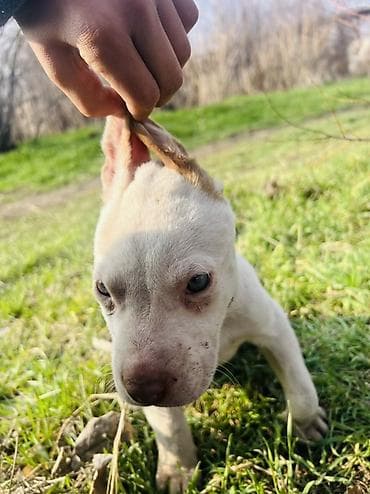 Ит бекер берем: Питбуль, 2 айлык, Эркек, Эмделген — 2