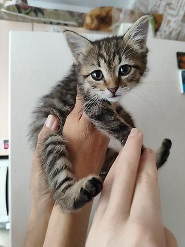 котёнок в добрые руки: Котёнок тигрового окраса - Полосатый короткошёрстный котёнок с белой — 2