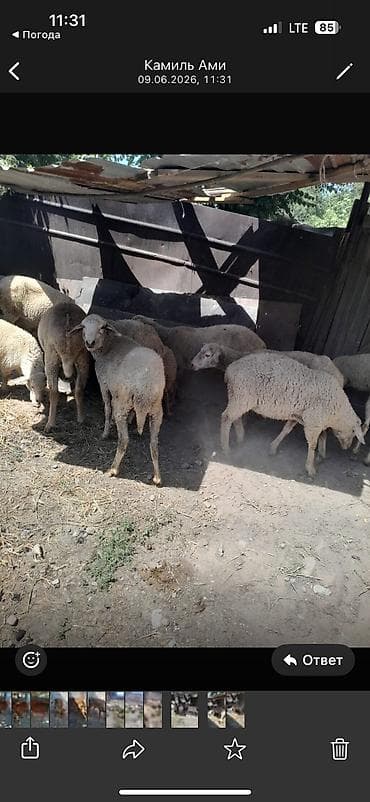 узи баранов: Продаю | Овца (самка), Ягненок, Баран (самец) — 4