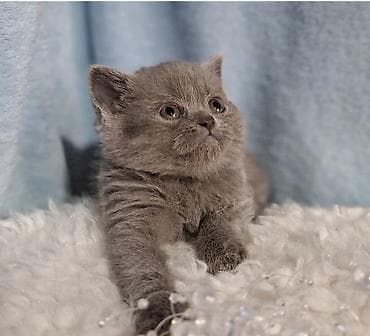 кошки милые: Скотиш Страйт (Шотландская прямоухая), 2 месяца, Девочка, Голубой, Приучена к лотку, Проглистована — 10