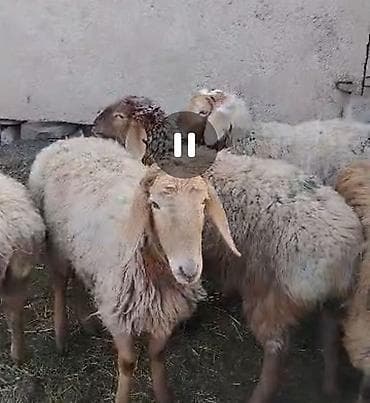 Индюки: Продаю | Овца (самка) | Для разведения | Матка — 1