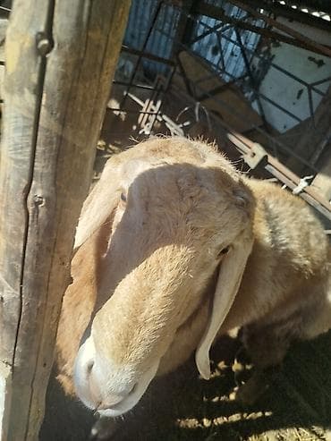 кучук овчарка: Продаю | Баран (самец) | Арашан | Для разведения | Племенные, Осеменитель — 5