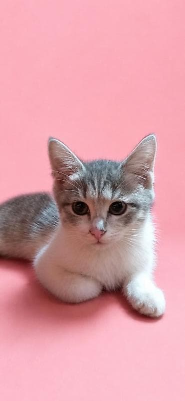 scottish fold: Описание - Окрас: серо‑полосатый табби с белыми лапками, грудкой и — 1