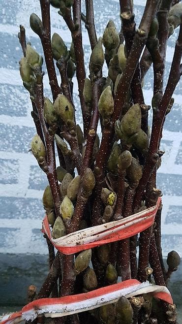 черное дерево: Магнолия Суланжа-королевское дерево — 6