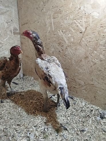 дакан цыпленок: Дакан мекиштер сатылат активный алмашу жолдору бар адрес Заря Тынчтык — 2