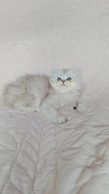 серые кошки фото: Скотиш Страйт (Шотландская прямоухая), 2 месяца, Мальчик, Серебристая шиншилла — 3