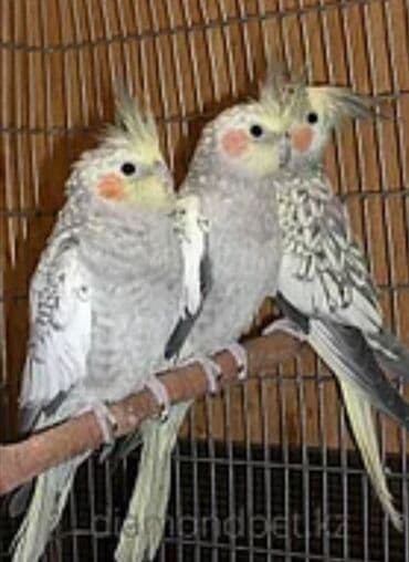 трафареты для рисования животных: Попугаи кареллы хорошо учатся говорить и приручаются к рукам. Так же — 15