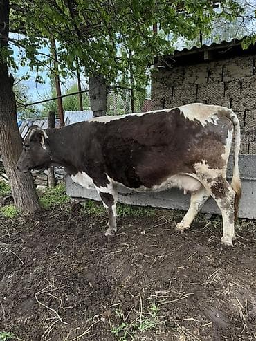 сухое молоко для животных: Продаю | Корова (самка) | Для молока | Стельные — 1