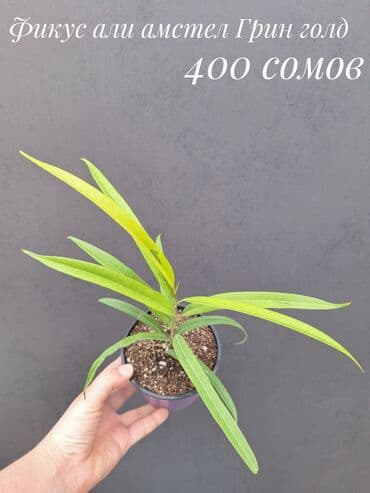 живые растения в аквариум купить: Комнатные растения, цветы (молодые растения, взрослые экземпляры). Не — 4