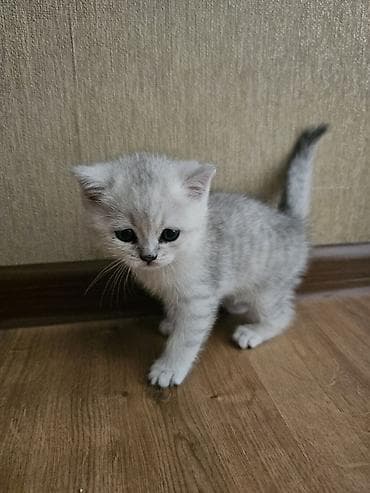 белый котенок: Котята скотиш страйт 1 месяц все девочки - Окрас: два светлых — 10