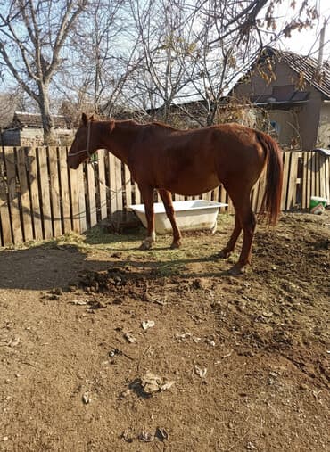 бульдог цена: Продаю | Кобыла (самка) | Рабочий | Племенные — 1