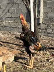 купить американского бульдога: Сатам | Короздор | Тебиштирүүчү | Көбөйтүү үчүн — 6