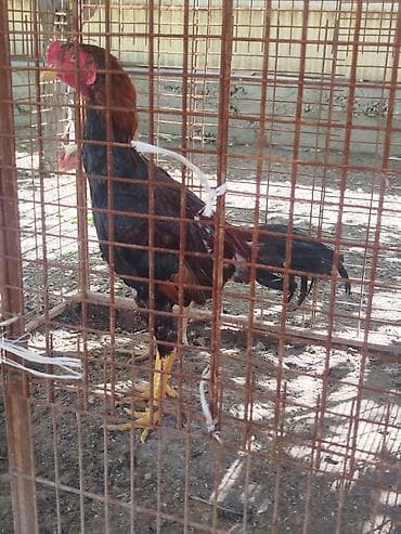 куриный угалок: Продаю | Куры — 1
