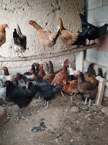 Грызуны: Тооктор сатылат жаш 28 тоок 1 короз бар активный алмашу жолдору бар — 4