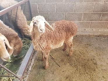 британская кошка бишкек: Продаю | Ягненок, Баран (самец) | Арашан — 3