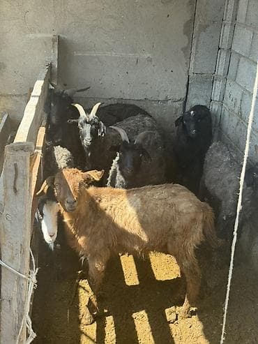 хлеб на корм животным: Продаю | Коза (самка) | Для разведения — 1