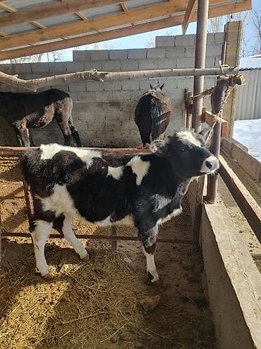 голштины: Продаю | Тёлка | Голштин | Для молока — 1