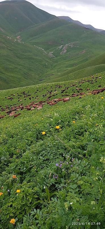 веслаухие кошки: Продаю | Овца (самка) | Полукровка | Для разведения | Матка — 1