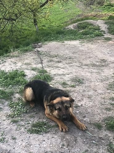 собаки для охраны: Немецкая овчарка, 2 года, Самец — 5