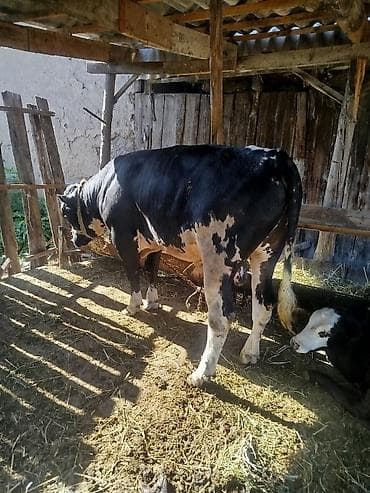 красно датская: Продаю | Бык (самец) | Привязанные — 2