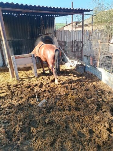 продажа щенков немецкой овчарки в бишкеке с документами: Продаю | Кобыла (самка) | Рабочий — 4