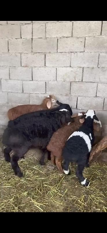 Продаю | Ягненок | На забой