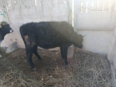 продаю связи с переездом: Сатам | Кунаажын | Бордоп семиртүү үчүн | Кысыр, Байланган — 4