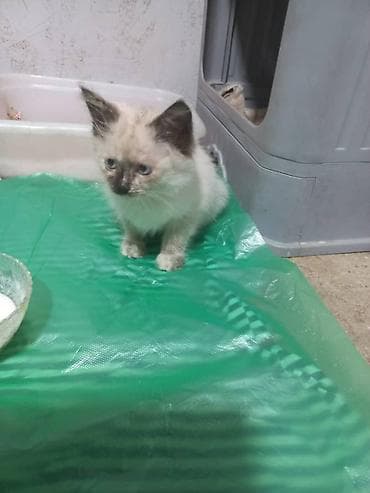 Сиамского котёнка, на вид 2-3 месица, худенькая почистили от мусора