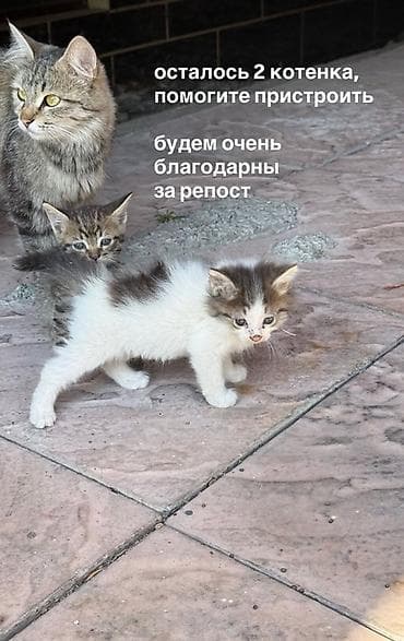 даром кошка: Кошка даром: Беспородная, 2 месяца, Девочка — 1