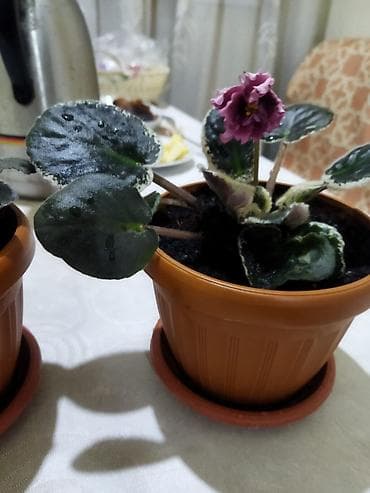 цветы красивые разное: Продаётся сортовые фиалки Идеальны для домашней коллекции — 4