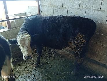 быки породистые: Продаю | Бык (самец) | На откорм | Племенные — 1