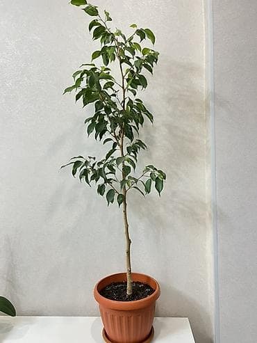 Алоэ: Фикус Бенджамина в горшке - Комнатное дерево с изящным штамбовым — 4