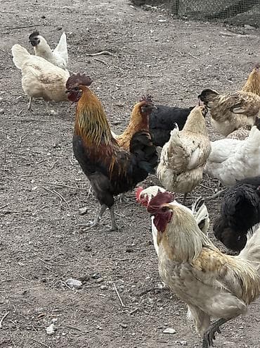 купить яйцо инкубационное бройлера: Продаю | Куры | Для разведения — 2