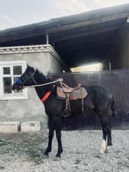 Грызуны: 2 года продам хороший руки 👌 — 3